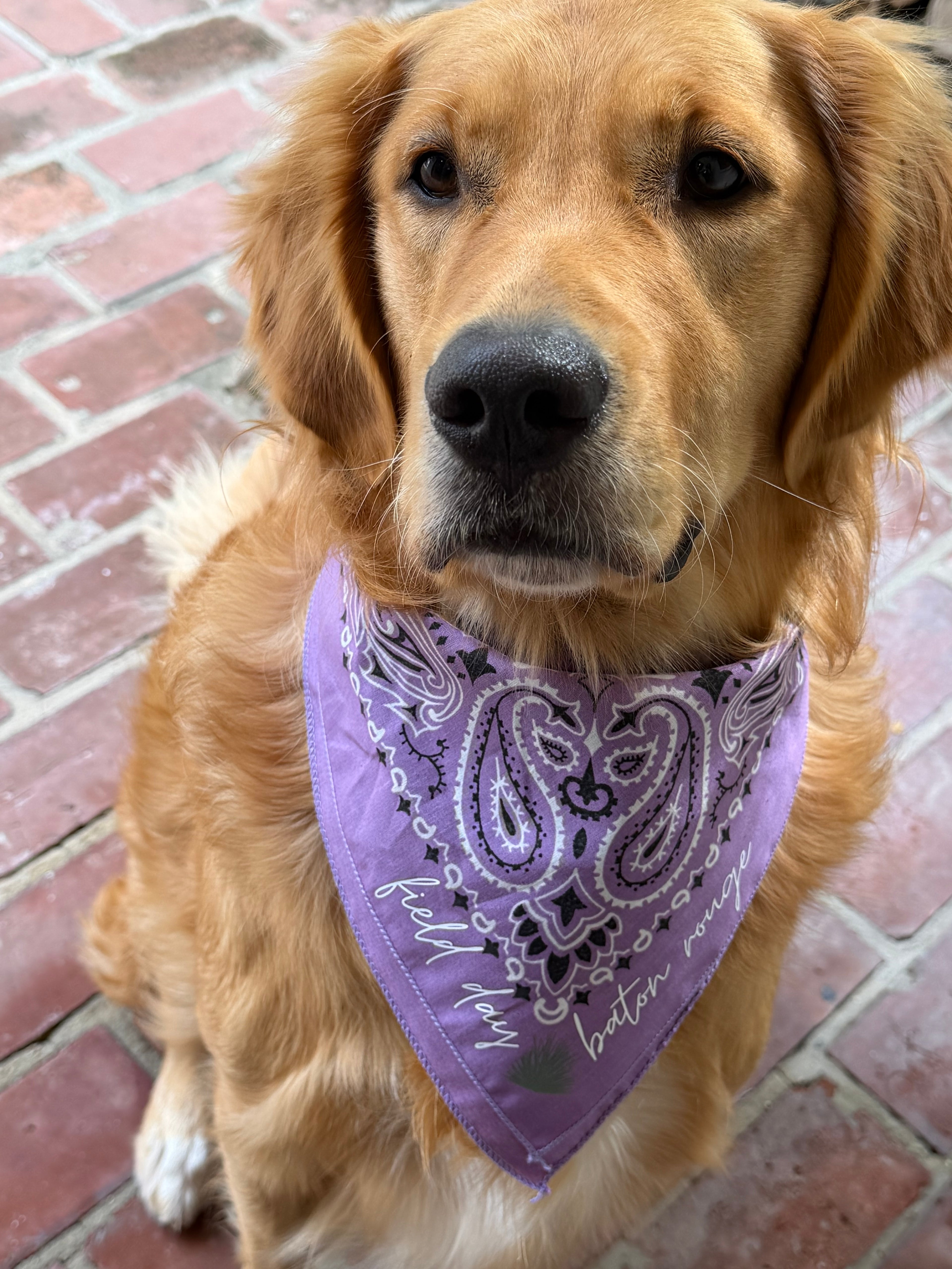 Field Day Bandana